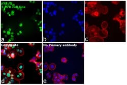 p53 Monoclonal Antibody (DO-1):Antibodies, Monoclonal