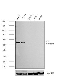 p53 Monoclonal Antibody (DO-1):Antibodies, Monoclonal