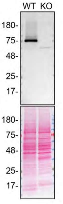 Invitrogen TGM2 Monoclonal Antibody (CUB 7402) 500 &mu;L; Unconjugated:Antibodies,