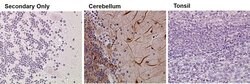 MAP2 Monoclonal Antibody (AP20), Invitrogen 500 &mu;L; Unconjugated:Antibodies,