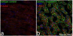 Invitrogen Cardiac Troponin T Monoclonal Antibody (13-11) 200 &mu;L; Unconjugated:Anticuerpos