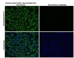 Invitrogen Chromogranin A Monoclonal Antibody (LK2H10) 500 &mu;L; Unconjugated:Antikörper