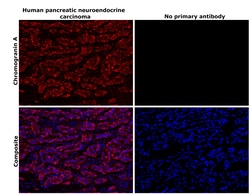 Invitrogen Chromogranin A Monoclonal Antibody (LK2H10) 500 &mu;L; Unconjugated:Antikörper