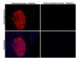 Invitrogen Chromogranin A Monoclonal Antibody (LK2H10) 500 &mu;L; Unconjugated:Antikörper