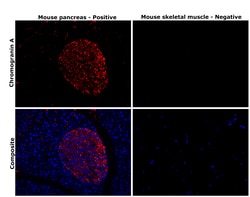 Invitrogen Chromogranin A Monoclonal Antibody (LK2H10) 500 &mu;L; Unconjugated:Antikörper