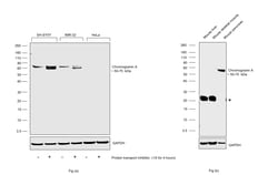 Invitrogen Chromogranin A Monoclonal Antibody (LK2H10) 500 &mu;L; Unconjugated:Antikörper