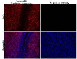 Invitrogen PMEL Monoclonal Antibody (HMB45) 500 &mu;L; Unconjugated:Anticuerpos
