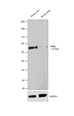 Invitrogen PMEL Monoclonal Antibody (HMB45) 500 &mu;L; Unconjugated:Anticuerpos