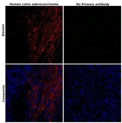 Invitrogen Desmin Monoclonal Antibody (D33) 500 &mu;L; Unconjugated:Antibodies,