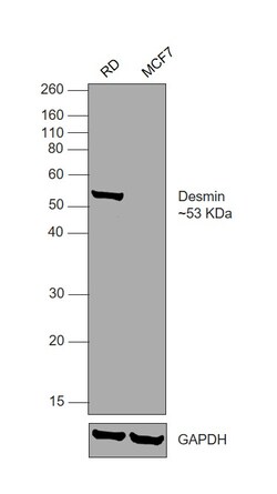 Invitrogen Desmin Monoclonal Antibody (D33) 500 &mu;L; Unconjugated:Antibodies,