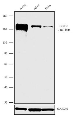 EGFR Monoclonal Antibody (111.6), Invitrogen 500 &mu;L | Buy Online | Thermo Scientific | Fisher Scientific