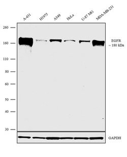 EGFR Monoclonal Antibody (111.6), Invitrogen 500 &mu;L | Buy Online | Thermo Scientific | Fisher Scientific