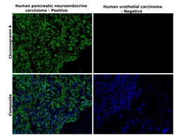 Invitrogen Chromogranin A Monoclonal Antibody (PHE5) 500 &mu;L; Unconjugated:Antibodies,