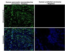 Invitrogen Chromogranin A Monoclonal Antibody (PHE5) 500 &mu;L; Unconjugated:Antibodies,