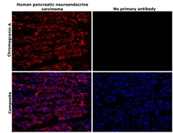 Invitrogen Chromogranin A Monoclonal Antibody (PHE5) 500 &mu;L; Unconjugated:Antibodies,