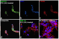 Chromogranin A Monoclonal Antibody (PHE5), Invitrogen 500 &mu;L; Unconjugated:Antibodies,