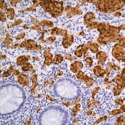 Chromogranin A Monoclonal Antibody (PHE5), Invitrogen 500 &mu;L; Unconjugated:Antibodies,