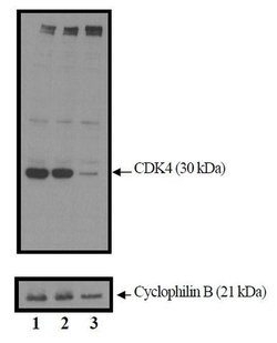 Cdk4 Monoclonal Antibody (DCS-31), Invitrogen 500 &mu;L | Buy Online | Invitrogen | Fisher Scientific