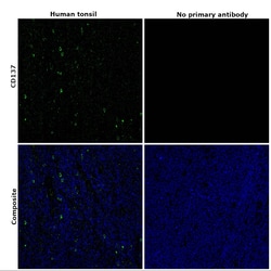 Invitrogen CD137 Monoclonal Antibody (BBK-2) 500 &mu;L; Unconjugated:Antibodies,