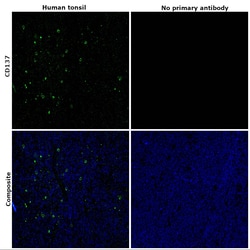 Invitrogen CD137 Monoclonal Antibody (BBK-2) 500 &mu;L; Unconjugated:Antibodies,