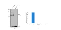 Invitrogen P-Glycoprotein Monoclonal Antibody (F4) 500 &mu;L; Unconjugated:Antibodies,