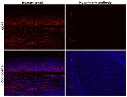 Invitrogen CD44 Monoclonal Antibody (156-3C11) 500 &mu;L; Unconjugated:Antibodies,