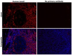 Invitrogen CD44 Monoclonal Antibody (156-3C11) 500 &mu;L; Unconjugated:Antibodies,