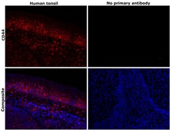 Invitrogen CD44 Monoclonal Antibody (156-3C11) 500 &mu;L; Unconjugated:Antibodies,