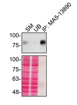 Invitrogen CD44 Monoclonal Antibody (156-3C11) 500 &mu;L; Unconjugated:Antibodies,