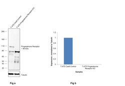 Invitrogen Progesterone Receptor Monoclonal Antibody (SP2) 500 &mu;L; Unconjugated:Antibodies,