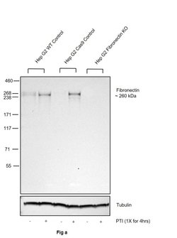 Invitrogen Fibronectin Monoclonal Antibody (3F12) 100 &mu;g; Unconjugated:Antibodies,