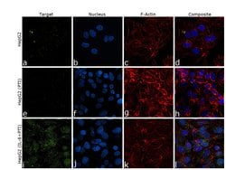 Invitrogen™ CRP Monoclonal Antibody (P4D7)