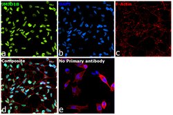 Invitrogen JMJD1B Monoclonal Antibody (S.393.0) 100 &mu;L; Unconjugated:Antibodies,