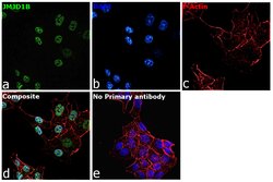 Invitrogen JMJD1B Monoclonal Antibody (S.393.0) 100 &mu;L; Unconjugated:Antibodies,