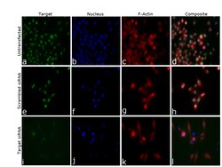 Invitrogen JMJD1B Monoclonal Antibody (S.393.0) 100 &mu;L; Unconjugated:Antibodies,