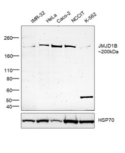 Invitrogen JMJD1B Monoclonal Antibody (S.393.0) 100 &mu;L; Unconjugated:Antibodies,