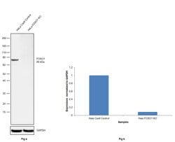 Invitrogen FOXO1 Monoclonal Antibody (S.502.4) 100 &mu;L; Unconjugated:Antibodies,