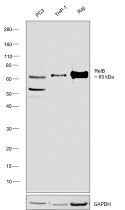 Invitrogen RelB Monoclonal Antibody (F.576.6) 100 &mu;L; Unconjugated:Antibodies,