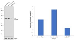 Invitrogen RelB Monoclonal Antibody (F.576.6) 100 &mu;L; Unconjugated:Antibodies,