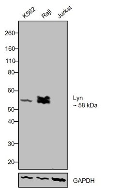 Invitrogen Lyn Monoclonal Antibody (C.486.8) 100 &mu;L; Unconjugated:Antibodies,