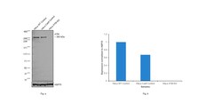 Invitrogen ATM Monoclonal Antibody (C.74.4) 100 &mu;L; Unconjugated:Antibodies,