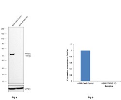 Invitrogen PPAR gamma Monoclonal Antibody (K.242.9) 100 &mu;L; Unconjugated:Antibodies,