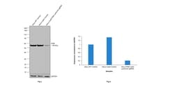 Invitrogen PKM2 Monoclonal Antibody (J.473.9) 100 &mu;L; Unconjugated:Antibodies,
