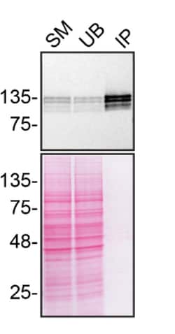 Invitrogen SHIP1 Monoclonal Antibody (T.7.7) 100 &mu;L; Unconjugated:Antibodies,