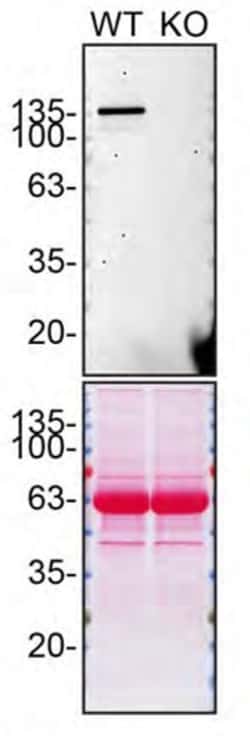 Invitrogen SHIP1 Monoclonal Antibody (T.7.7) 100 &mu;L; Unconjugated:Antibodies,