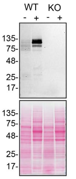 Invitrogen SHIP1 Monoclonal Antibody (T.7.7) 100 &mu;L; Unconjugated:Antibodies,