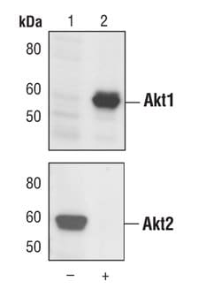 Invitrogen AKT1 Monoclonal Antibody (G.145.7) 100 &mu;L; Unconjugated:Antibodies,