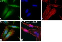 Invitrogen SIRT3 Monoclonal Antibody (K.830.1) 100 &mu;L; Unconjugated:Antibodies,