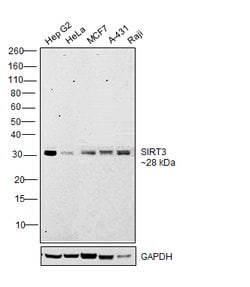 Invitrogen SIRT3 Monoclonal Antibody (K.830.1) 100 &mu;L; Unconjugated:Antibodies,