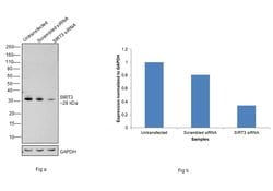 Invitrogen SIRT3 Monoclonal Antibody (K.830.1) 100 &mu;L; Unconjugated:Antibodies,